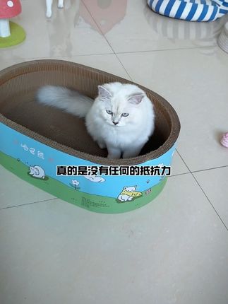这种加深的设计的猫抓板无论睡觉磨爪子都更合适,关键加量还不加价,养猫人都可以多给毛孩子安排几个~#猫抓板 #猫窝 #萌宠好物 #新手养猫