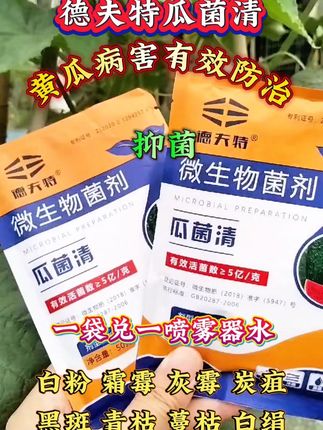 德夫特瓜菌清,黄瓜病害有效防治,抑菌阻止病原繁殖,一袋50克兑一喷雾器水(30斤),均匀喷施叶面,能够防治黄瓜的白粉、霜霉、灰霉等病害。#黄瓜种植 #黄瓜管理 #瓜菌清 #病害防治 #强烈推荐