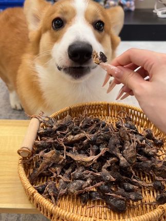 动物界的小人参果—鹌鹑~一天来上几只,营养美味又解馋!#宠物零食 #冻干鹌鹑 #萌宠好物 #狗狗 #新手养狗