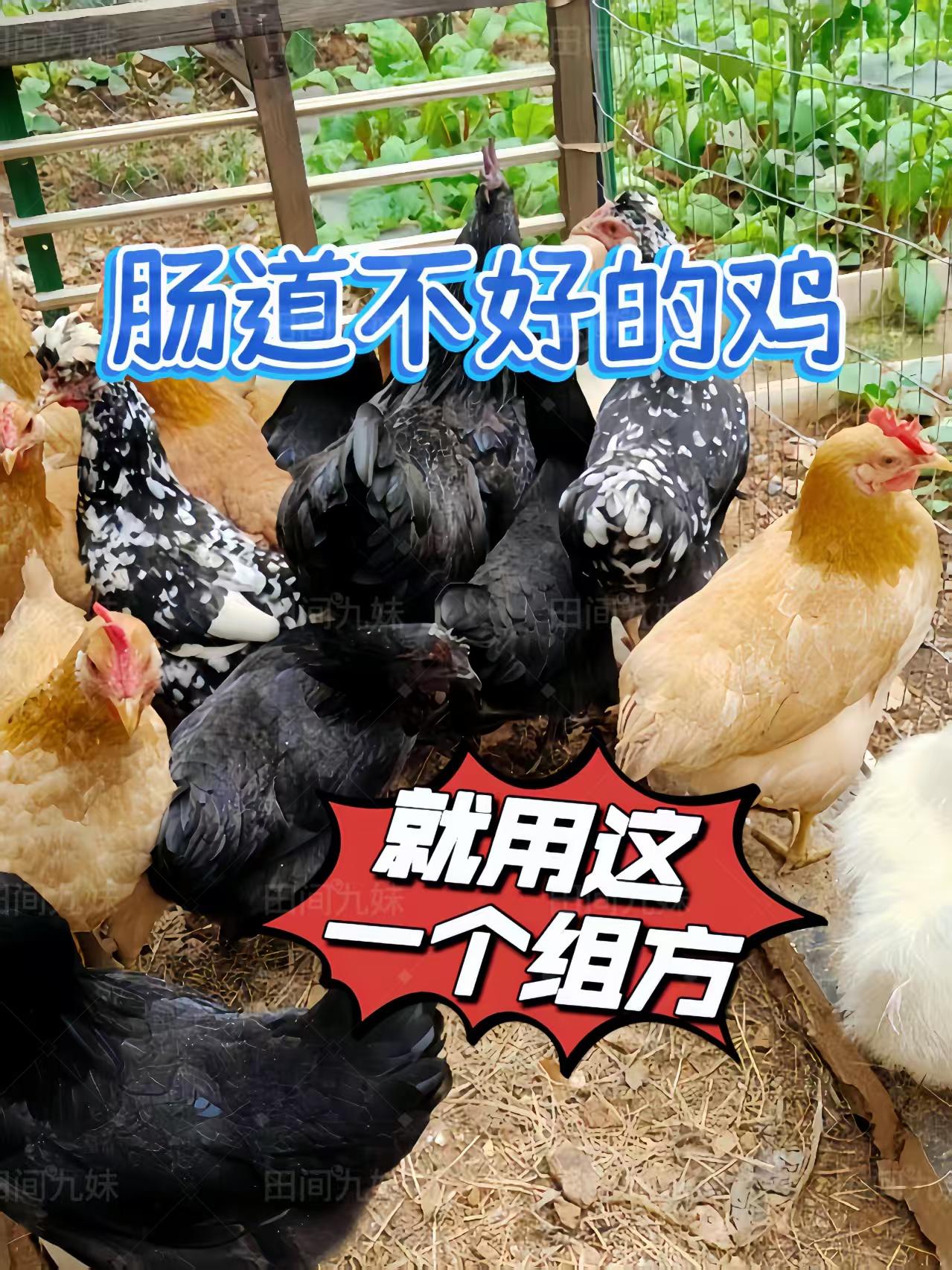 家禽肠道专用组方#养鸡#养鸡小妙招#农村养鸡#家禽养殖#三农