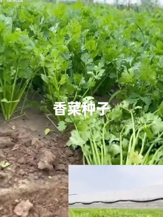 #香菜种子 #香菜种子种植方法 #三农