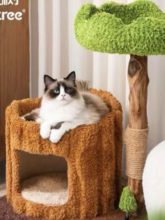 Cmisstree/喵想树 四季通用树洞实木猫爬架猫窝猫树一体猫玩具#萌宠 #好物推荐🔥 #分享 #好物分享 #爱了爱了
