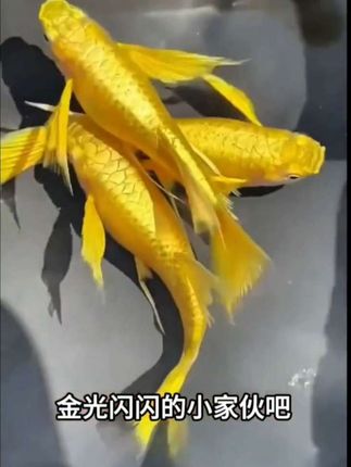 养鱼小白入门首选!黄金孔雀鱼通体泛金,游起来像水中撒了碎金,随便养都好看。性格软、适应强,普通鱼粮+鱼缸就能养,入缸即活,轻松解锁鱼缸颜值巅峰~#黄金孔雀鱼 #孔雀鱼 #观赏鱼 #鱼缸里的大自然