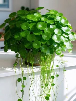 养一盆铜钱草吧!铜钱草的花语是:团团圆圆,财源滚滚,福禄寿喜,顽强坚韧!若要快乐,就要像铜钱草一样,面向阳光,努力生长,保持本色,不卑不亢!#铜钱草#绿油油#盆栽
