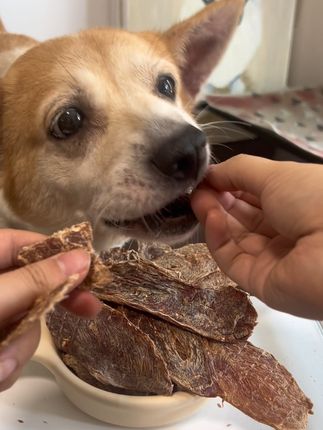 狗子的解馋零食,鸭肉干!快给你家宝贝安排咯 #宠率 #狗狗零食 #柯基小短腿