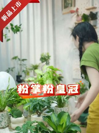 #好物推荐🔥 #粉掌 #粉掌盆栽 #花卉绿植 #爱生活爱养花