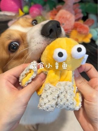 小狗哪会嫌玩具多,一个可以藏食拔河的小章鱼可太有意思了#柯基 #金毛 #狗狗玩具