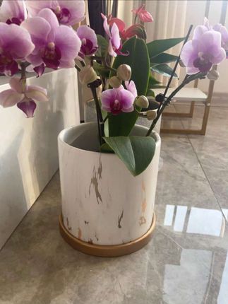 镁泥花盆#花盆#