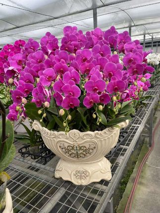 #青叶常春藤#吊兰绿植盆栽#枫叶常春藤盆栽