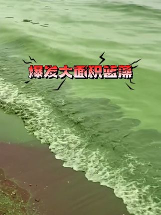 #蓝藻净#水产养殖#蓝藻处理#鱼耀#鱼虾蟹养殖 生物处理蓝藻不伤水质