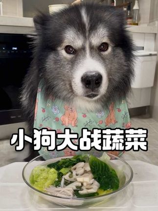 小狗:肉肉都被你们吃丸辣! #不拆吃饭啦 #帕特冻干小鲜包 #我的宠物是隐藏款 #狗狗吃播 #骗水