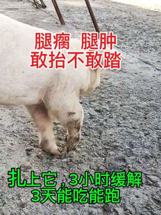 #所有养猪人 #养猪技术 #猪腿瘸 #三农养殖 #科学养猪