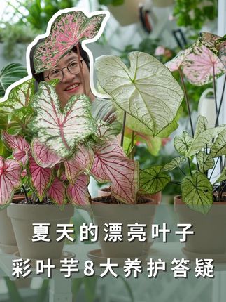 夏天的漂亮叶子,彩叶芋8大养护答疑 #彩叶芋 #彩叶芋养护 #家庭种植 #养花小知识 #海蒂的花园 @抖音小助手