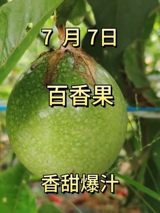 #百香果#钦蜜九号百香果 #黄金百香果 爆甜爆多汁