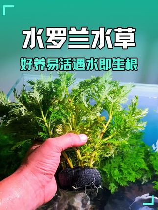 鱼缸造景可以种几棵这个水罗兰,好看又好养 #鱼缸里的大自然 #水草缸 #水草造景 #轻松养鱼 #水培绿植