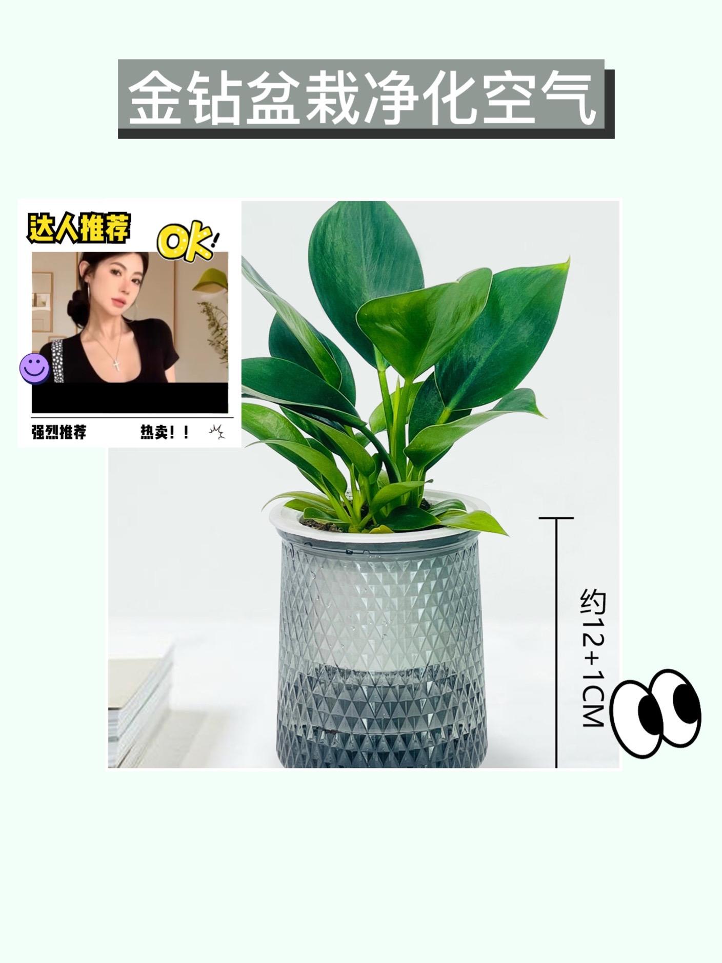 金钻盆栽,买一送一超划算😜。家人们看过来!金钻盆栽超棒!四季常青,美观又能净化空气,摆桌面超好看。现在买一送一,性价比超高,赶紧给家里添上!#遍地都是桂花汾酒
