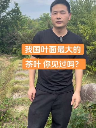 #宁红茶#制茶人 #茶知识 ,这种茶叶是中国页面最大的茶叶,你见过吗?