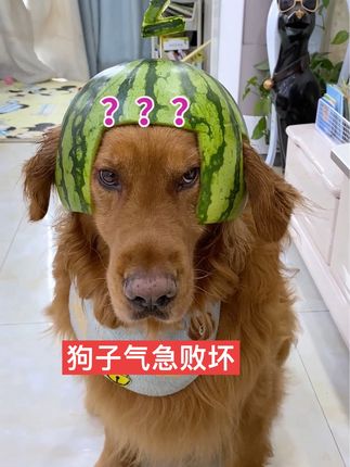 金毛多多的成长