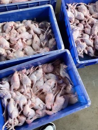 母鹌鹑煲汤红烧营养丰富#鹌鹑肉的营养功效