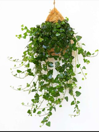 【心叶常春藤】垂吊植物爱心长青藤吊兰绿植盆栽净化空气除甲醛挂墙#心叶常春藤 #常春藤 #垂吊植物 #净化空气 #
