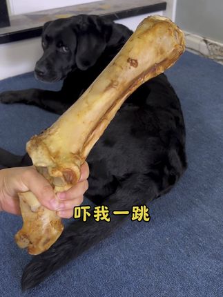 小狗狗的快乐就这么简单#萌宠好物#狗狗磨牙棒#牛棒骨