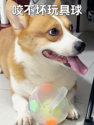 这设计太懂狗狗了,是真的咬不坏的材质 秒杀很多玩具~#柯基 #萌宠好物 #玩具 #玩具球