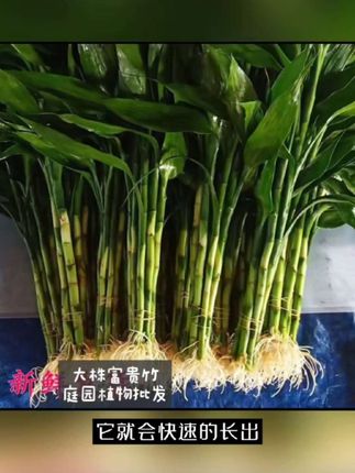 富贵竹带根发货#花卉绿植 #绿植盆栽 #室内绿植 #室内盆栽 #水培植物