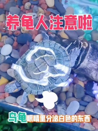 乌龟眼睛肿大看不清东西怎么办!#养龟人 #养龟日常 #乌龟 #白眼清 #无限回购的宝藏单品