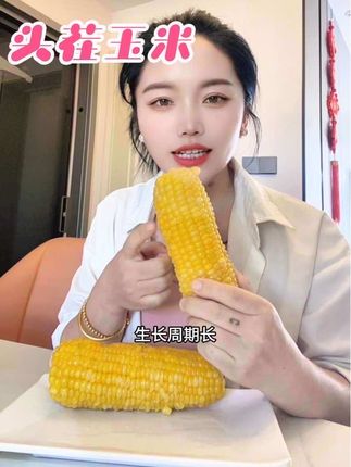 头茬玉米#东北粘玉米