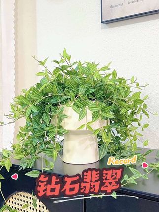 钻石翡翠长藤吊兰网红女孩阳台飘窗台易活观叶绿植室内吸甲醛盆栽#钻石翡翠 #吊兰 #室内绿植 #好养的绿植 #花卉绿植