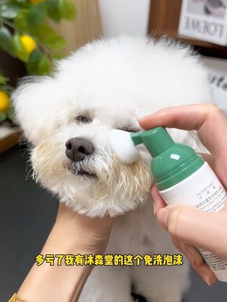 这个沐森堂的免洗泡沫真的好好用👍,白白净净,免洗、速干省时省力#养狗经验分享 #萌宠好物 #比熊 #沐森堂 #新手养狗