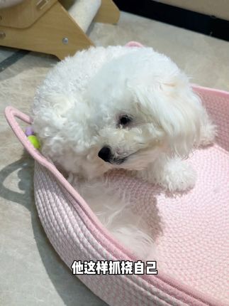 狗狗经常抓挠自己,身上又没有任何红肿,一定要给他试试这个皮肤#养狗经验分享 #狗狗身上痒 #宠物皮肤喷剂
