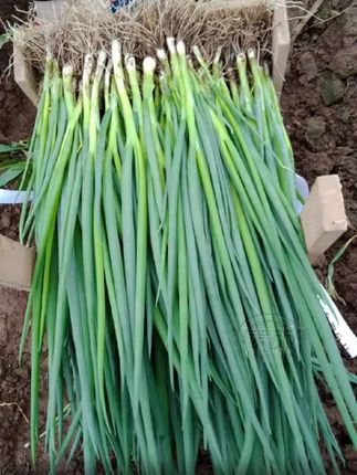 【8包】四季小香葱种子四季易种小香葱阳台室内盆栽家庭#四季小香葱种子 #盆栽小葱 #室内盆栽 #蔬菜种植 #家庭种菜