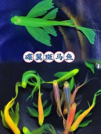 #蝶翼斑马鱼 #蝶翼长尾斑马鱼 #斑马鱼 #观赏鱼 #养鱼日记 @抖加🔥上热门🔥dou+🔥热点宝