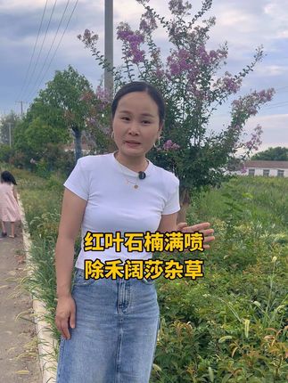 红叶石楠 金边黄杨里面长了刺儿菜 水花生 茅草 芦苇 狗尾草 野生狗牙根 香附子等禾阔莎杂草怎么办?#抖音推广 #我要上热们 #自己的原创作品 #苗圃基地 #绿化养护