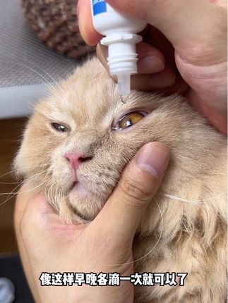 猫咪泪痕严重,分泌物多,不要用纸巾擦,一定要用洗眼液 #新手养猫 #猫咪泪痕 #猫咪护理 #科学养宠攻略