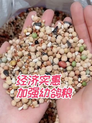 龙领鸽粮,加强幼鸽粮,赛鸽,信鸽,元宝圆环都可以用#赛鸽 #信鸽 #鸽子饲料 #鸽粮