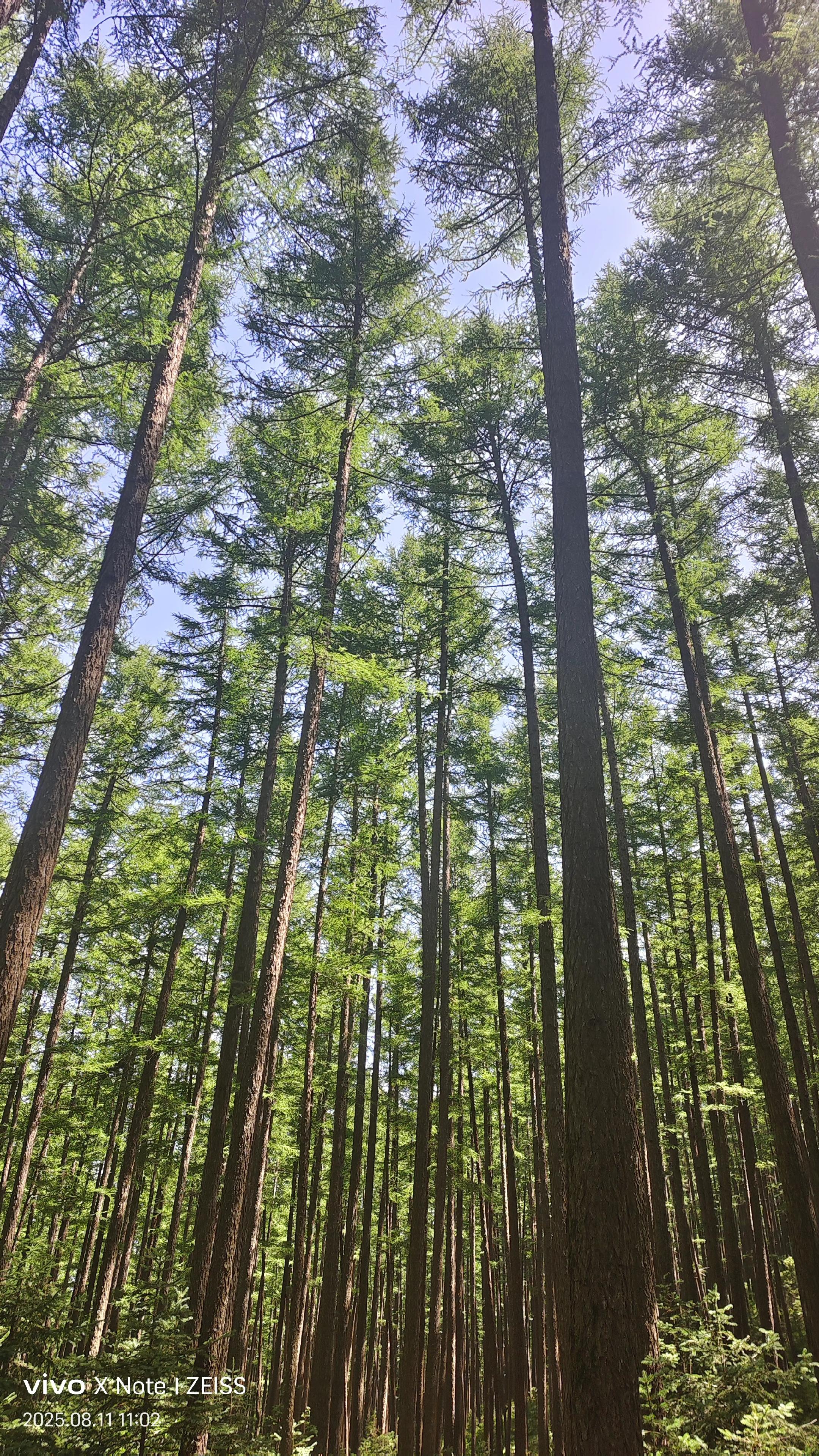 没事带着家人大山深处的原始森林走一走,会给你带来好运气,真的深有体会,回来后感觉自己变了一个人!#原始森林 #幸福的味道 @抖音小助手