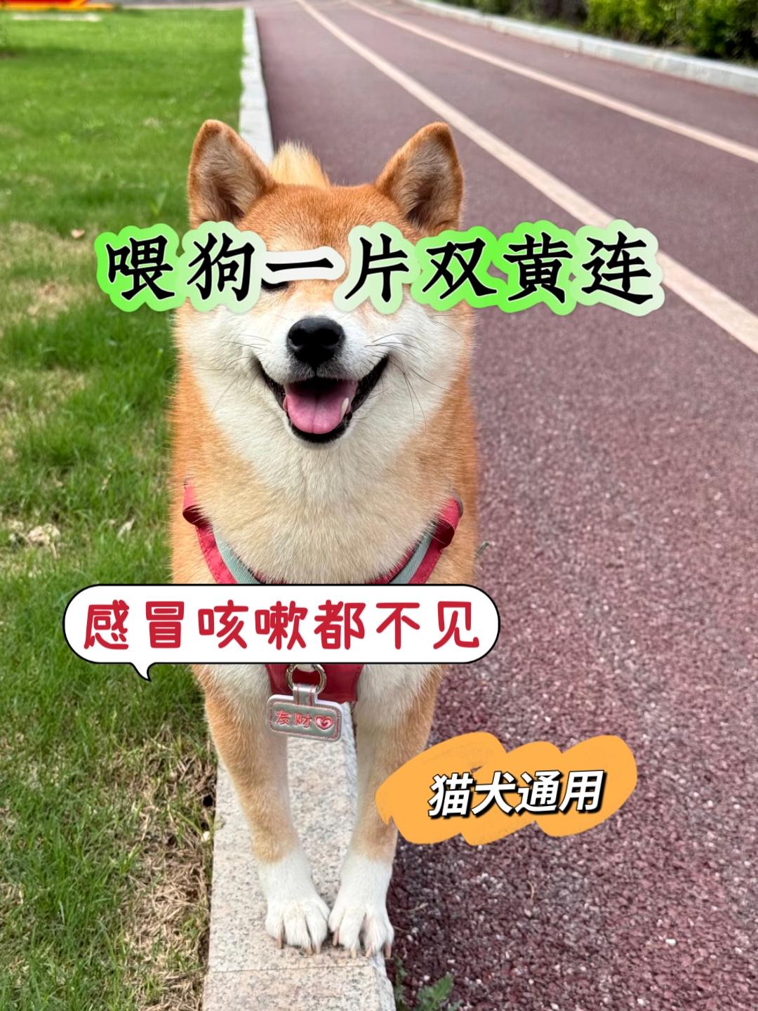 #科学喂养#家有宠物#治愈系宠物