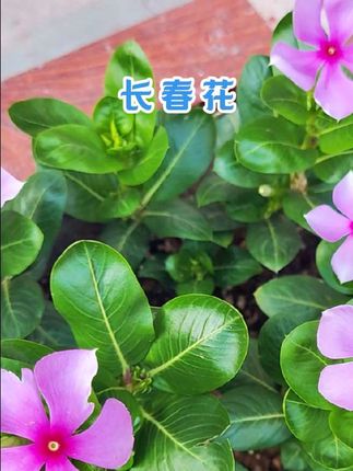 每天看不厌的就是长春花好养活,而且花期超长……#长春花 #养花人的乐趣 #养花我是认真的