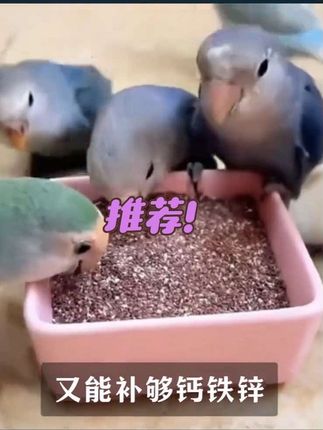 鹦鹉的这个“特殊癖好”,99%的养鸟人都不知道!#鹦鹉用品#鹦鹉爱好者 #超便宜超划算 #无限回购的宝藏单品 #在抖音入手的好东西