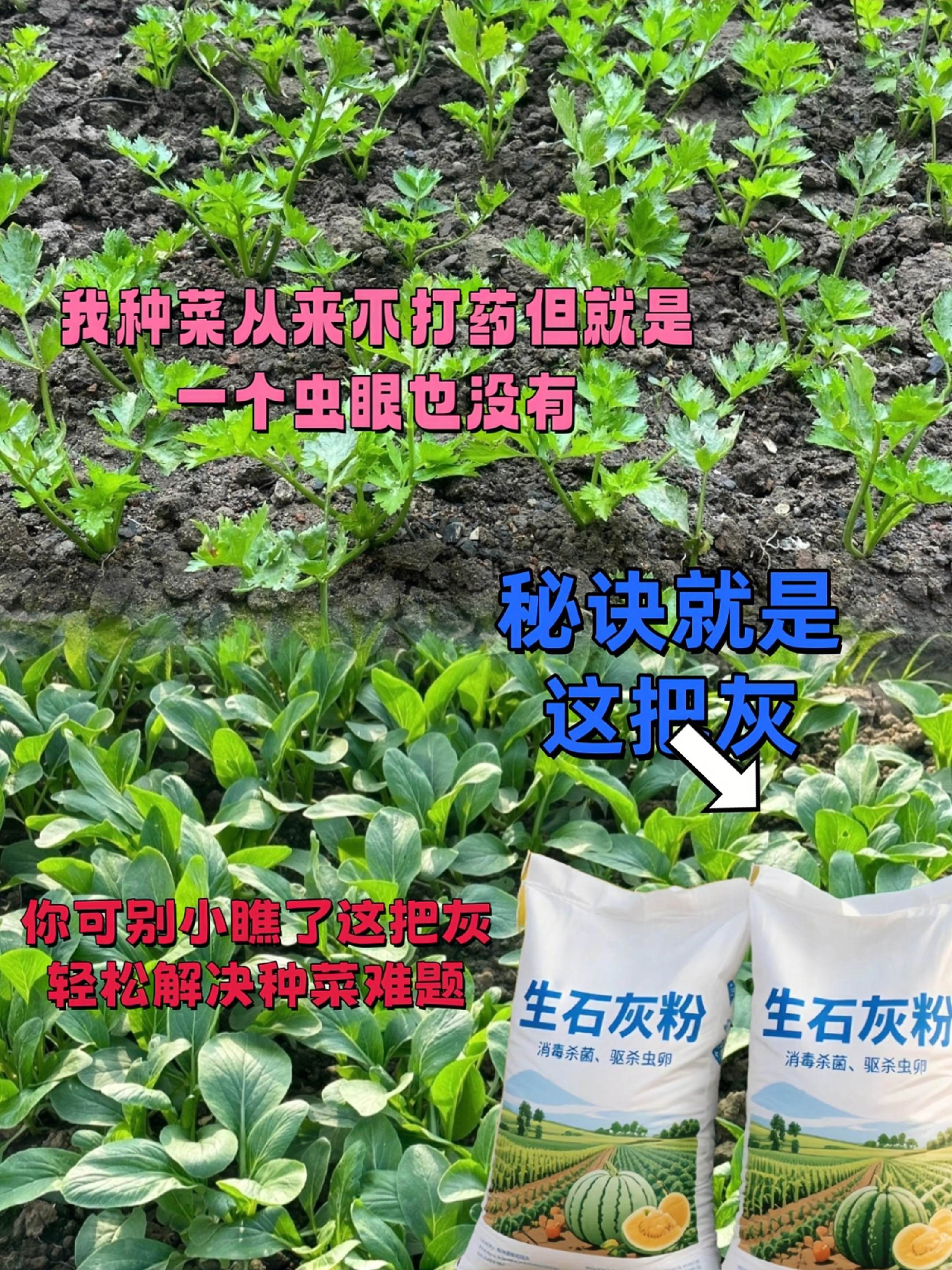#生石灰粉 #生石灰在农业上的妙用 #种植小技巧 #营养土 #一起学种菜