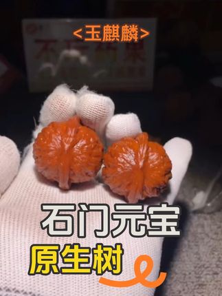 石门元宝文玩核桃的特征如下: 1. 产地与历史 主要产地石家庄刘成功家原生一代树🌲 2. 外观特征• 形状:典型矮壮、大肚、圆形气门,纹路细腻均匀,粗棱子等独特纹理1 • 尺寸:体型较小但分量感强,碰撞声清脆如石子 3. 皮质与密度• 皮质:红皮或蜡红皮,后期易呈现玛瑙红色泽,缝线细密,无需打药或夹 • 骨质:瓷实、密度高,手感压手,声音清脆不发空 4. 纹路与棱子 纹路类似磨盘或流水疙瘩纹,自然闷尖矮桩,出三棱概率高,两棱更显美观 5. 盘玩特性 皮质优良,上色快且后期包浆效果佳,但需注意近年老树产量下降,盘玩者较少345。 以上特征综合了品种历史、外观细节及盘玩体验,适合追求小众精品的文玩爱好者参考。#石门元宝原生树 #玉麒麟 #津门文玩