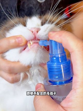不爱刷牙的小猫咪可以试试这个口喷,好用省心、每天喷两下小嘴就清新了 许 #科学养宠攻略 #萌宠好物 #养猫