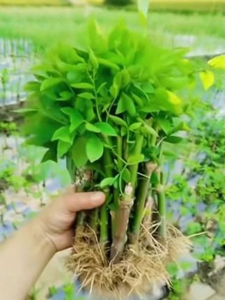 #创作灵感,树仔菜你吃过吗? 清甜可口、质地爽脆,种一次每年都能持续采摘,三农种植#我的菜园子 #树仔菜#好物推荐🔥