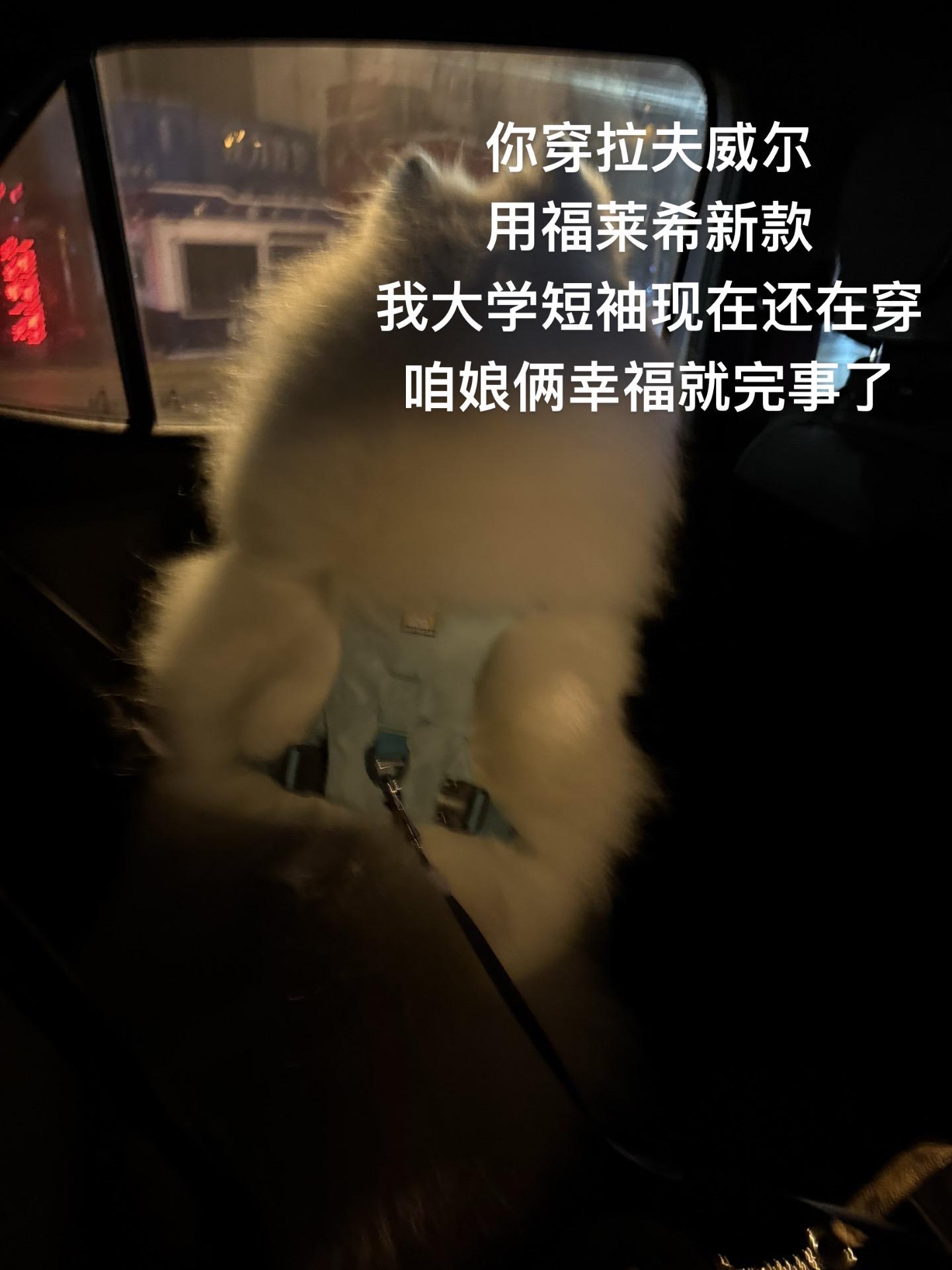 人基础 狗就不能基础#狗狗 #拉夫威尔 #福莱希 #萨摩耶