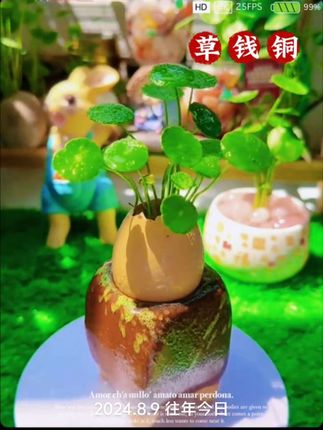 喜欢养花,喜欢侍弄它们,喜欢它们慢慢的生长,一天一个小变化,给人生机、希望、力量。#铜钱草 #铜钱草水培 #铜钱草也这么美 #好看的花一定要分享给你 #爱生活爱养花