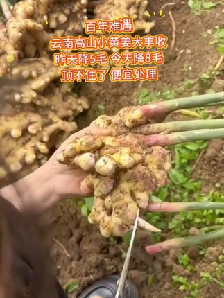 这个云南高山小黄姜,都是新鲜现挖的,个人均匀,辛辣十足,喜欢的朋友赶紧下单吧!#优质农产品 #新鲜农产品 #云南高山小黄姜 #农产品