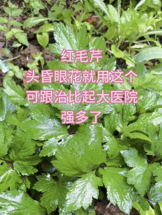 #红毛芹 #珍珠菜#姨妈菜 #蔬菜 #植物知识