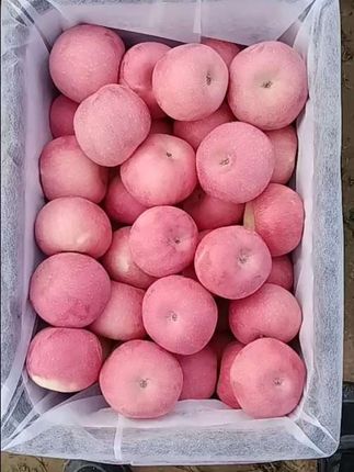 #洛川晚熟纸袋红富士烟富苹果🍎!#苹果🍎原产地优选!#皮薄肉厚,脆甜多汁,口感特别好#我为洛川苹果🍎代言#卖洛川苹果🍎我是认真的!